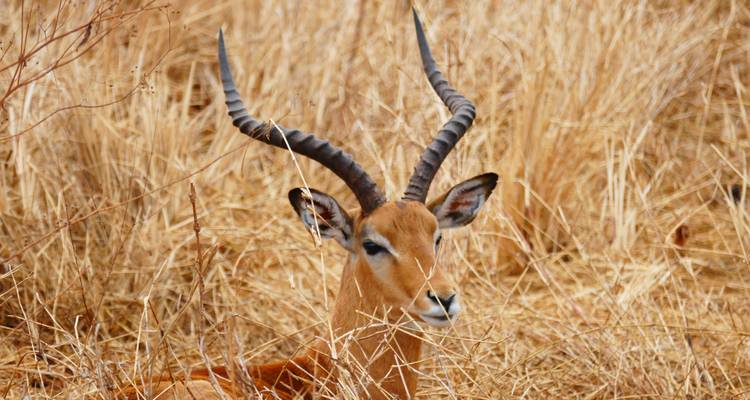 Antilope mit großen Hörnern ruht im trockenen Gras.