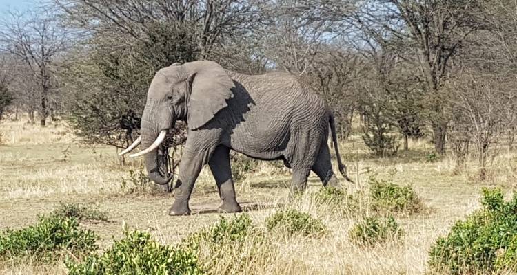Elefant, der durch trockene Savannenlandschaft wandelt.