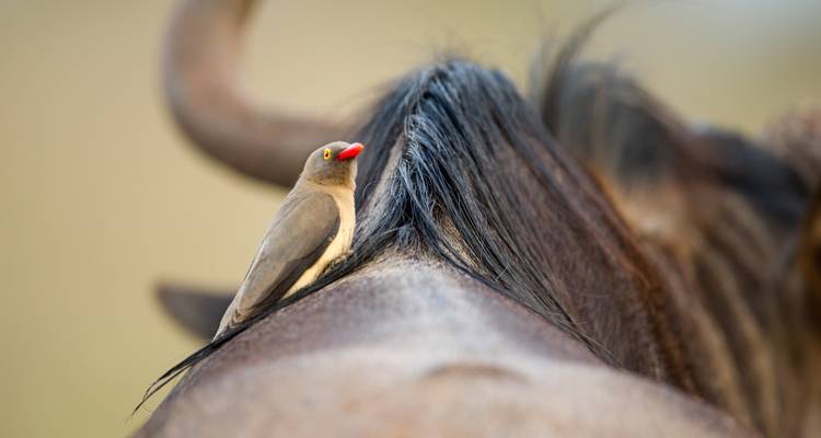 Close-up van een vogel die op een groot dier zit.
