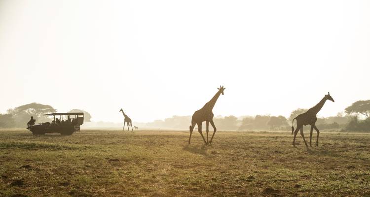 Giraffen die lopen in een grazig safarilandschap met een voertuig in de buurt.