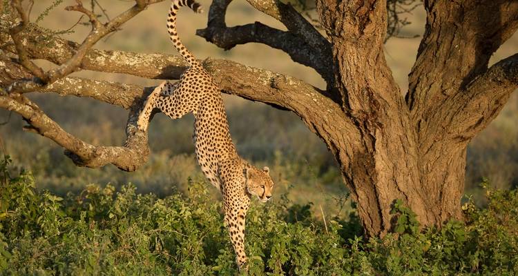 Photography Safari - Bravo Expeditions and Safaris