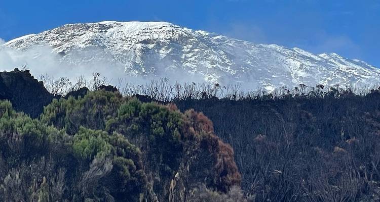 Snow-capped mountain with forest in the foreground.