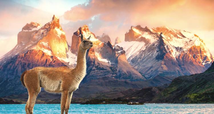 Een guanaco die voor dramatische bergtoppen staat.