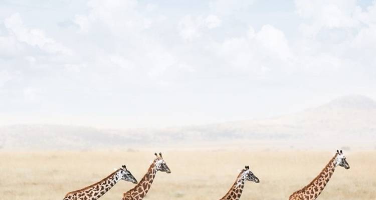 Vier Giraffen gehen auf einer Ebene bei klarem Himmel.