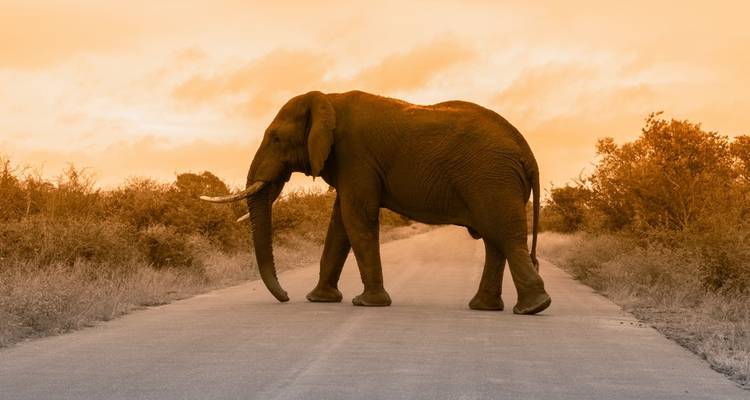 Wildlife and Warriors - Ilios Travel