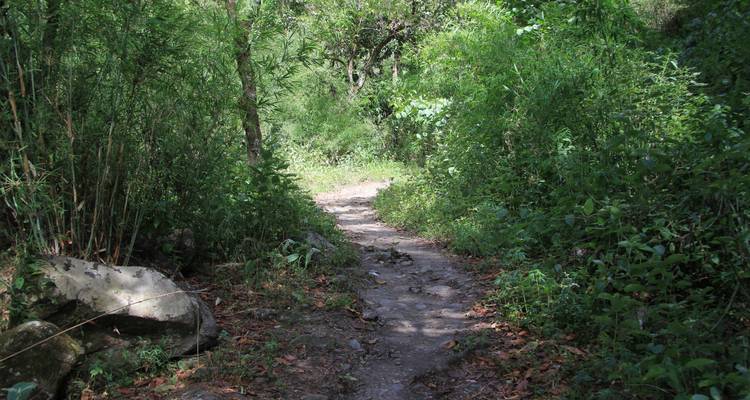 Zandpad door weelderig groen bos met zonlicht dat erdoorheen gluurt.