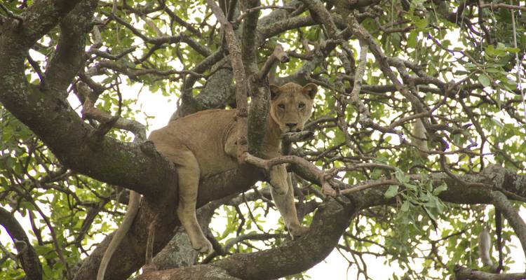 A lion resting on a tree branch.