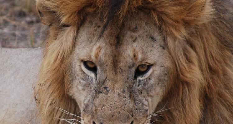 Un gros plan du visage d'un lion aux yeux intenses.