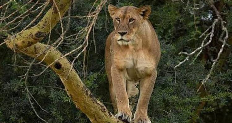 7 Days Amazing Safari To Masai Mara Nakuru Naivasha And Amboseli Parks - Perfect Safari Africa tours and safaris