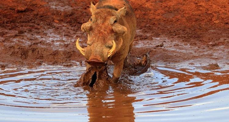 Un jabalí verrugoso parado en un charco de agua lodosa.
