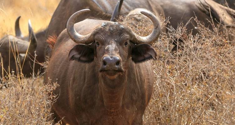 Búfalo parado en arbustos secos.