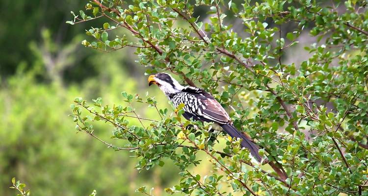 Un pájaro posado en un árbol frondoso verde en un entorno natural.