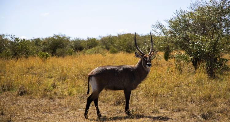 Antilope debout dans une prairie sèche.