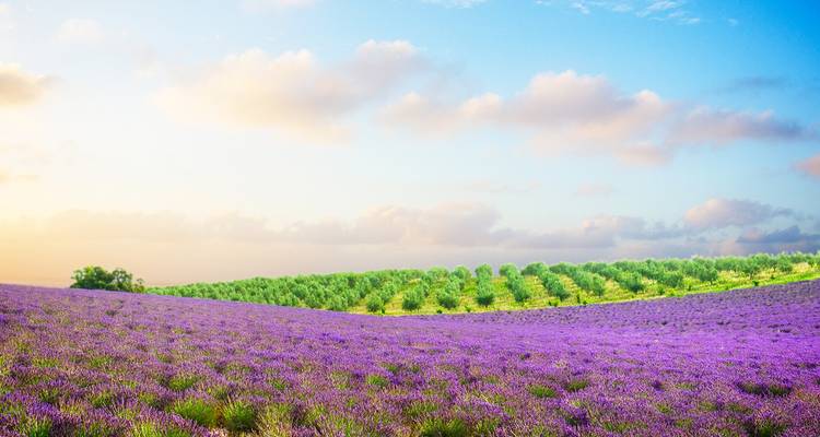 Sensations of Lyon and Provence with Aix-en-Provence 11 Days (from Lyon to Nice) - Emerald Waterways