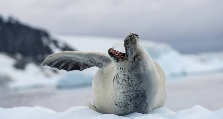 Foca descansando sobre hielo en un paisaje polar.