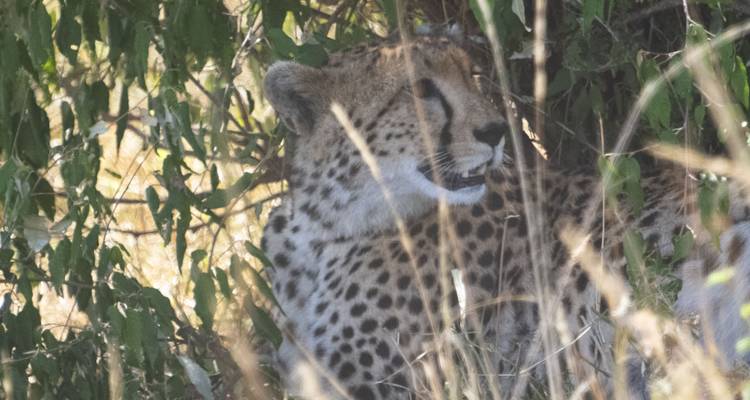 Gepard ruht unter einem Baum, teilweise verborgen durch Laub.