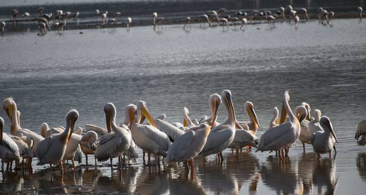 Gruppe von Pelikanen und Flamingos in einer Seenlandschaft.