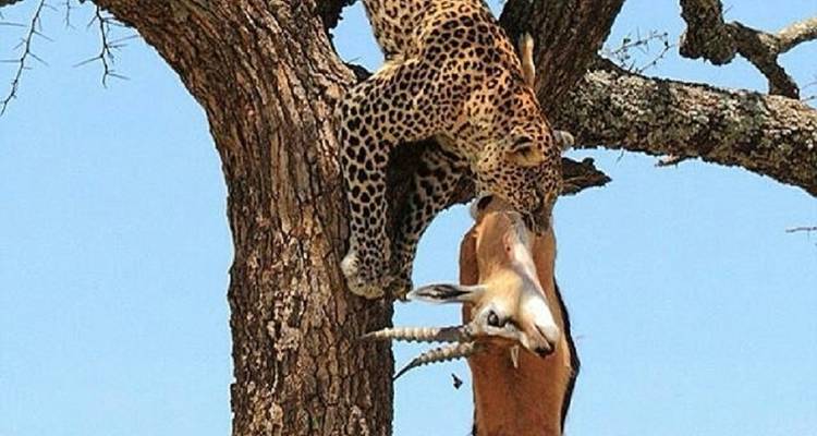 A leopard in a tree with its prey, a gazelle.