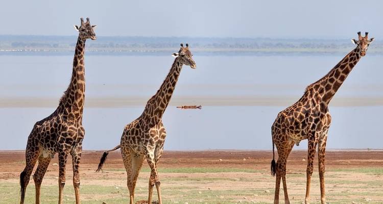 Three giraffes standing on a plain with a body of water in the background.