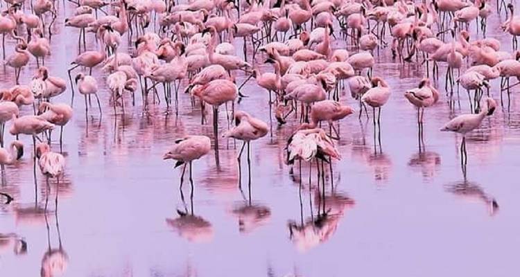 A large group of pink flamingos standing in water.