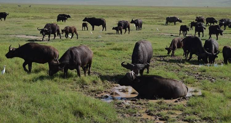 Buffalo herd grazing in a grassy field.