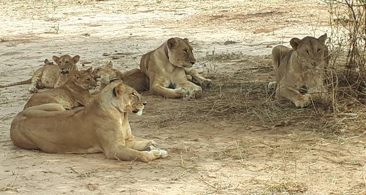 A pride of lions resting under a tree.