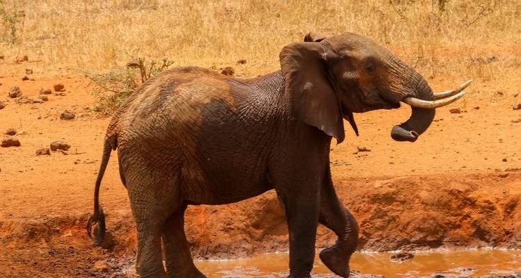 Elefante caminando por un paisaje árido y seco.