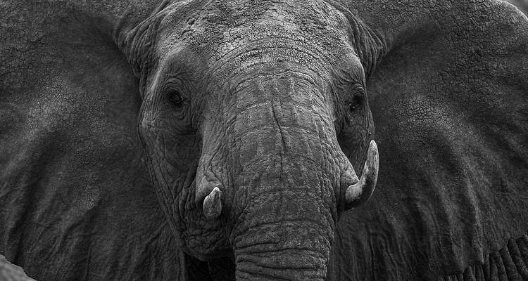 Primer plano de la cara de un elefante, en blanco y negro.
