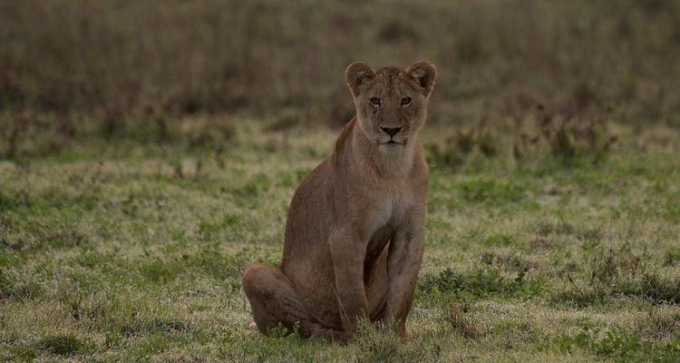 Een eenzame leeuwin die op grasachtig terrein zit en naar voren kijkt.