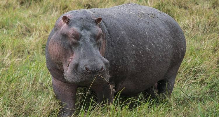 Een massieve nijlpaard die alert staat in een grasrijke omgeving.