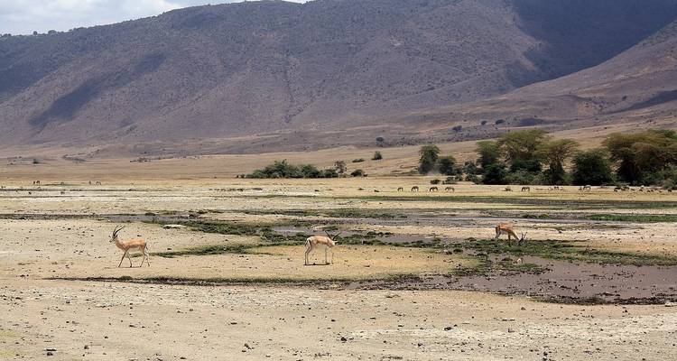 Een droog landschap met gazellen en verre heuvels.