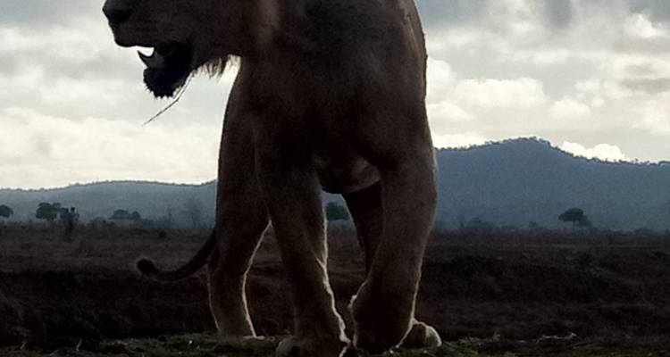 Close-up of a lion in a savannah during a dramatic afternoon.