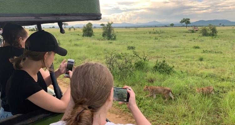 Turistas en un vehículo de safari observando leones.