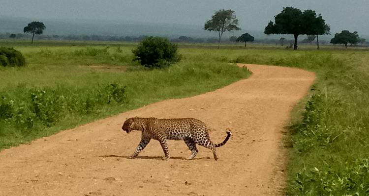 Leopard walking across a dirt path in a grassy savannah.