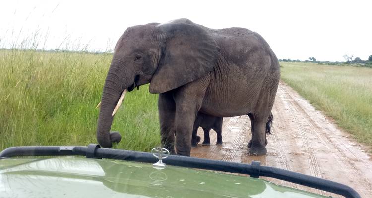 Elephants on a dirt road next to a safari vehicle.