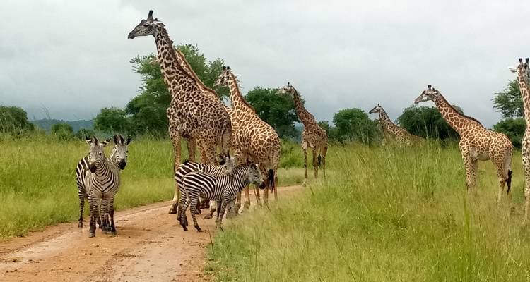 Giraffes and zebras in a savannah landscape with a dirt road.