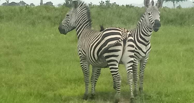 Two zebras standing in a grassy landscape looking in opposite directions.