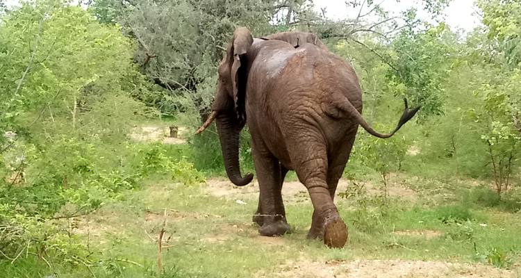 Rear view of an elephant walking through a green forest.