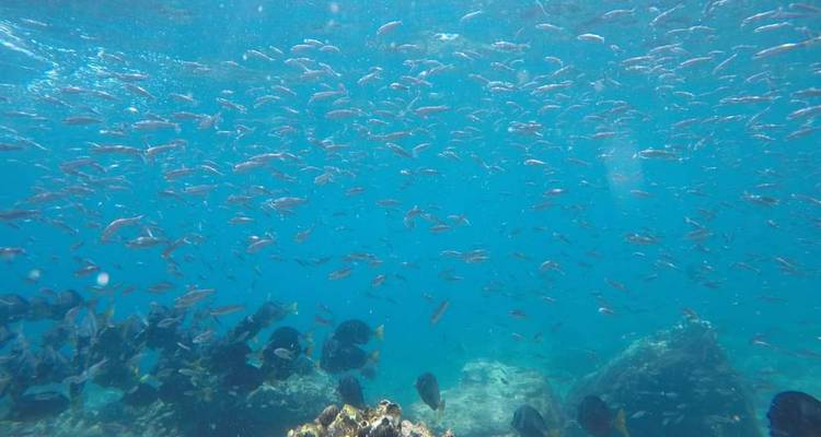 Underwater scene with a school of fish swimming in clear water.
