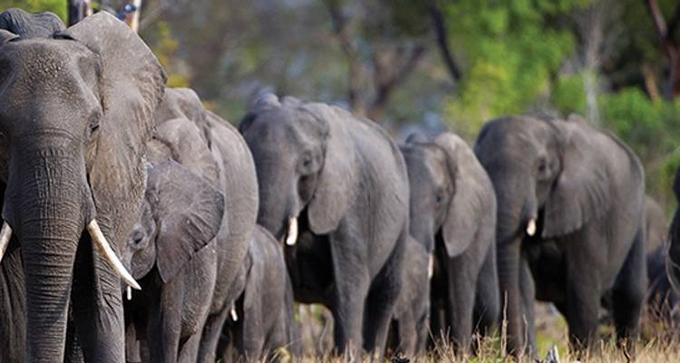 Wild + Wonderful Southern Africa: Botswana, Zimbabwe + Victoria Falls (2020 Itinerary) - Alexander + Roberts
