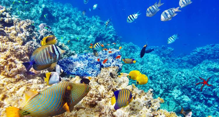 9 Days/ 8 Nights Zanzibar - Zote Tours