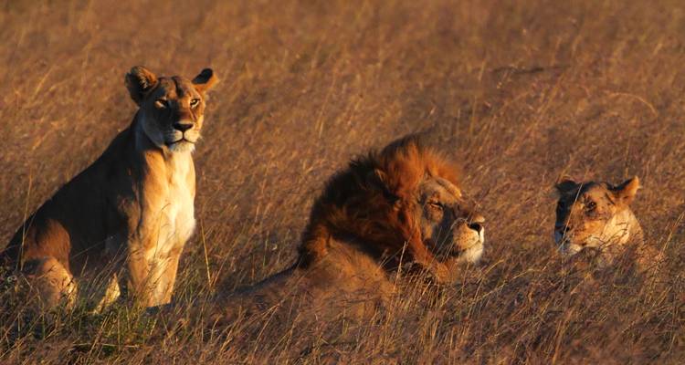 Lions resting in the savannah