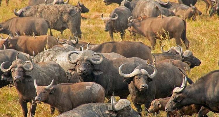 Herd of buffalo grazing.