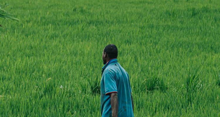 Person walking through a green field.