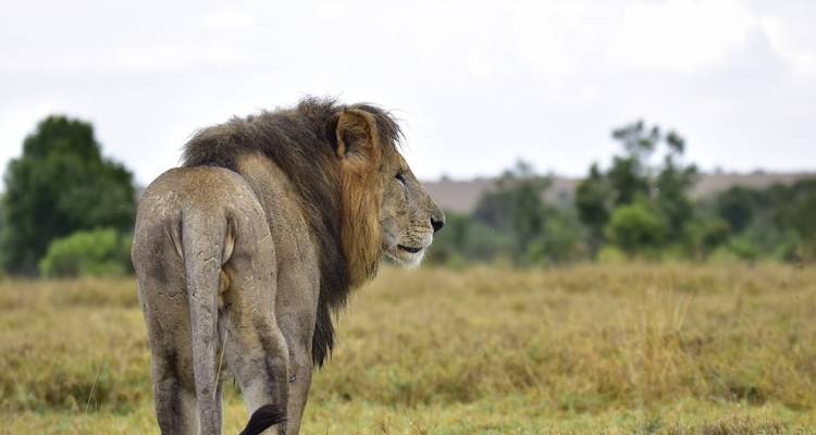 Un lion mâle solitaire qui s'éloigne, regardant au loin.