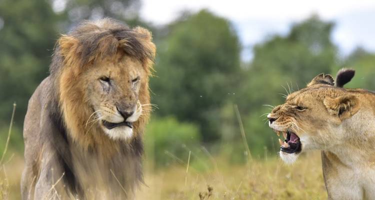 Un lion et une lionne qui interagissent l'un avec l'autre dans la savane.