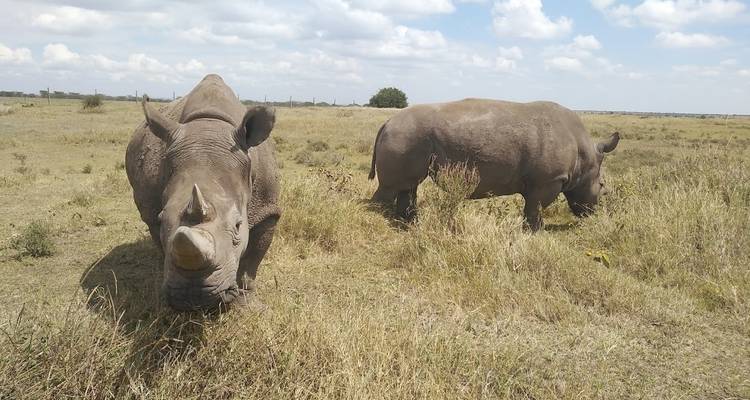 Deux rhinocéros qui paissent dans un champ ouvert.
