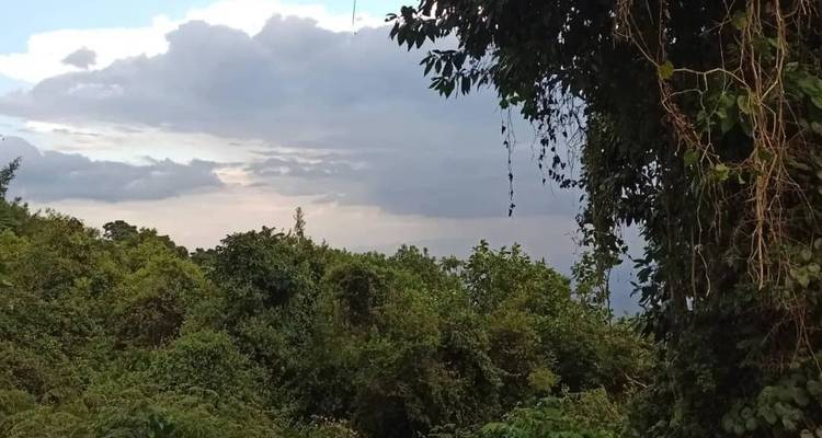 Blick auf üppiges grünes Laub vor bewölktem Himmel.