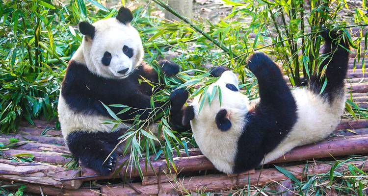 Zwei Pandas spielen mit Bambus in einer üppig grünen Umgebung.