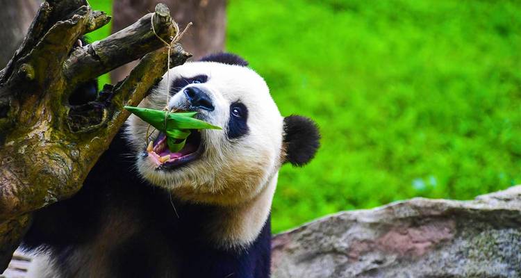 Close-up of a giant panda enthusiastically munching bamboo leaves against a lush green backdrop.